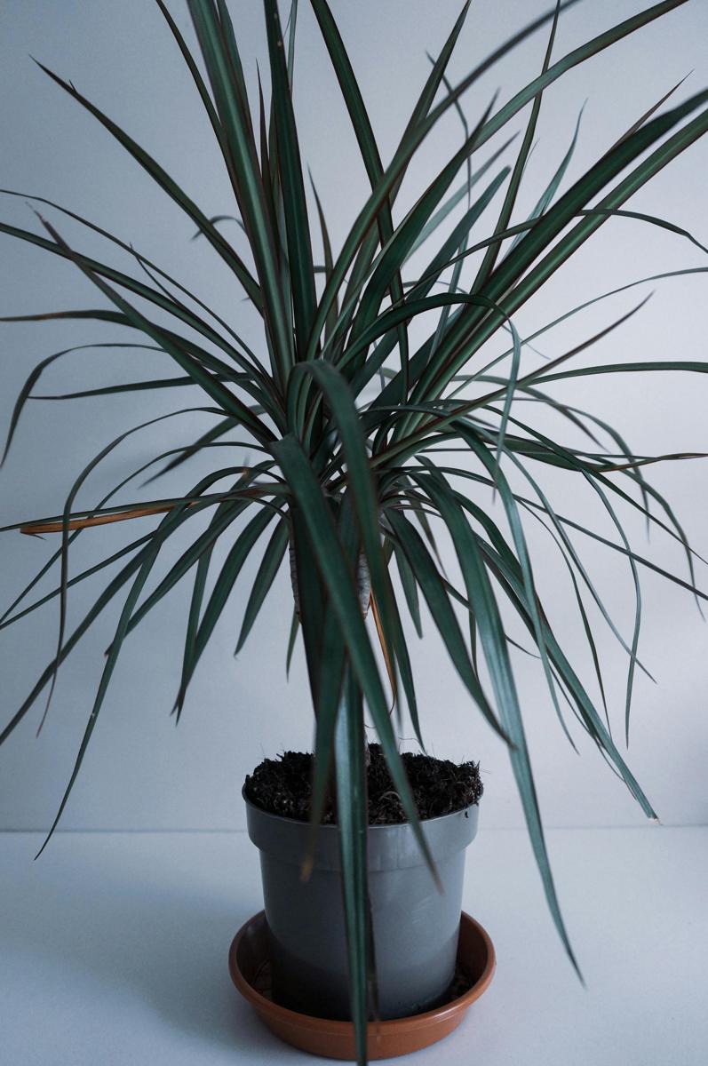 Dracaena plant