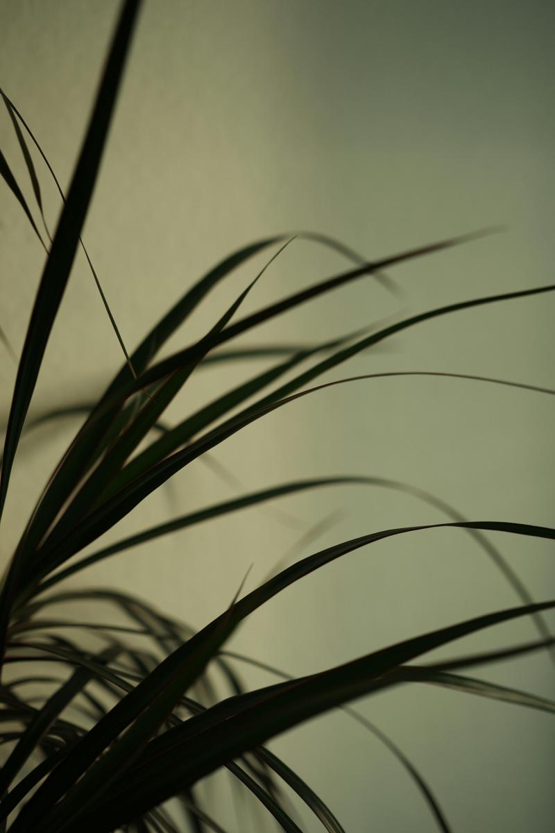 Dracaena plant