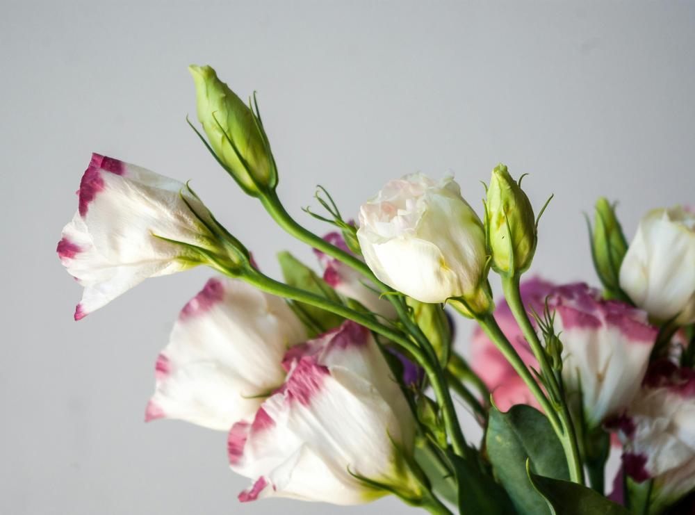 Eustoma flower