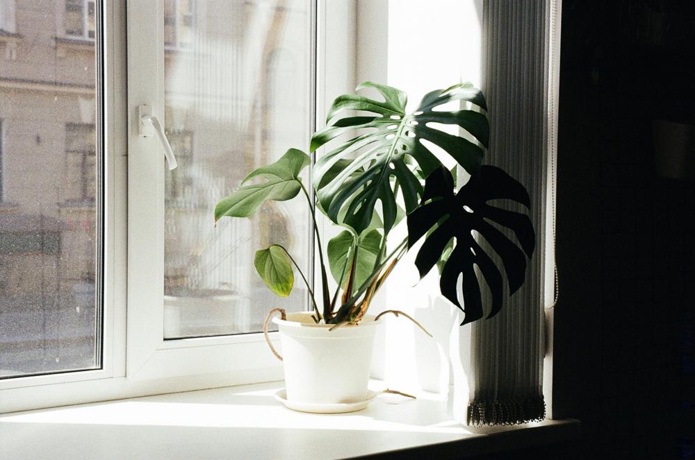 Monstera Care