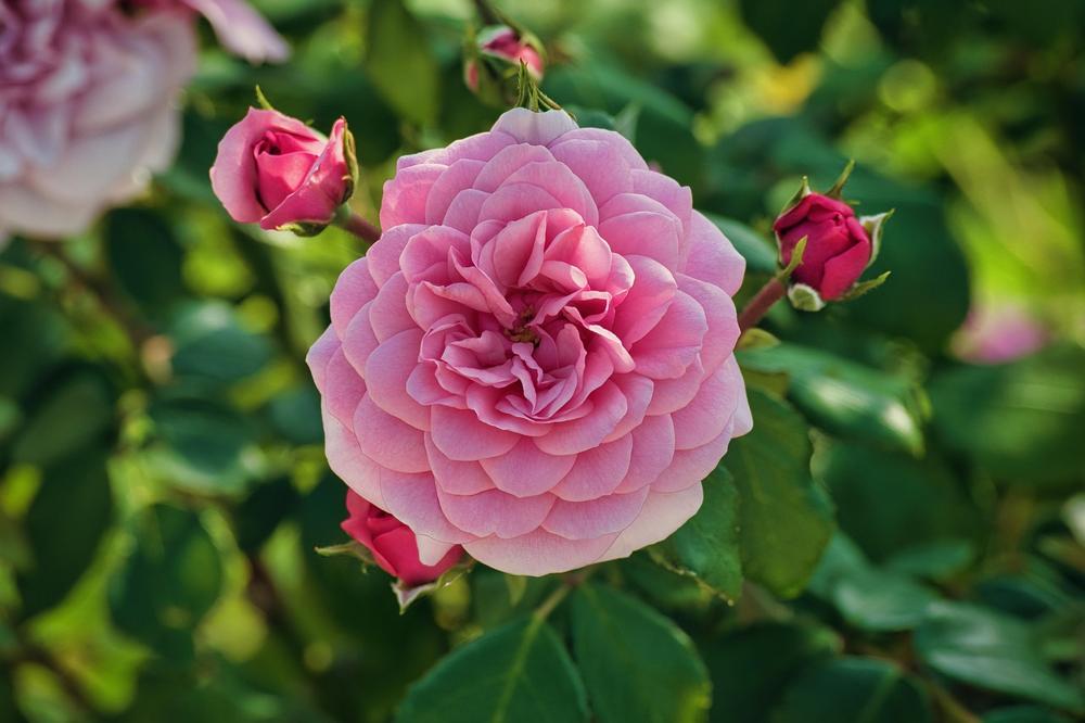 artificial roses