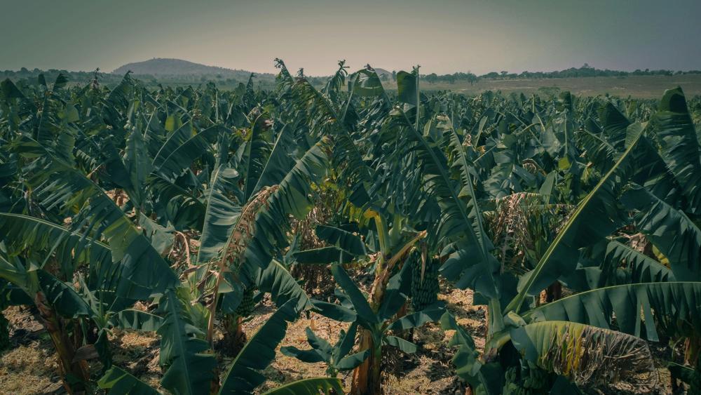 banana fertilizer
