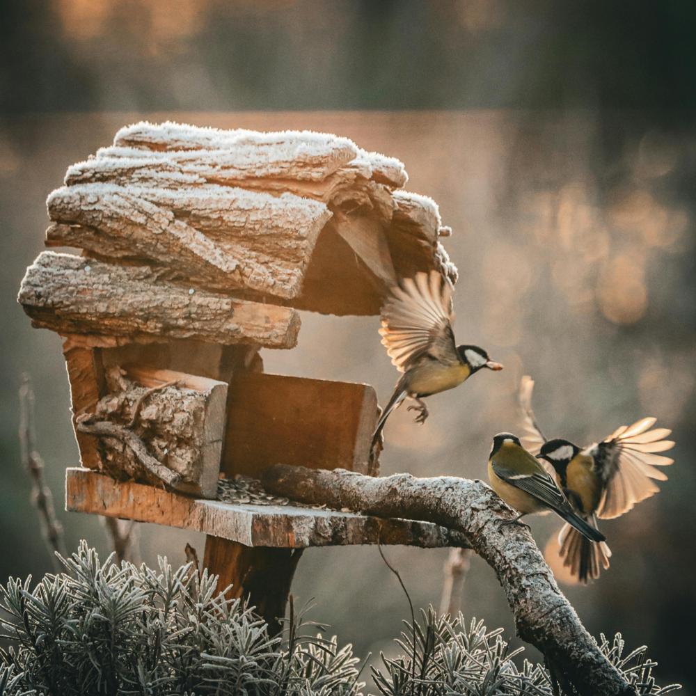 bird feeder