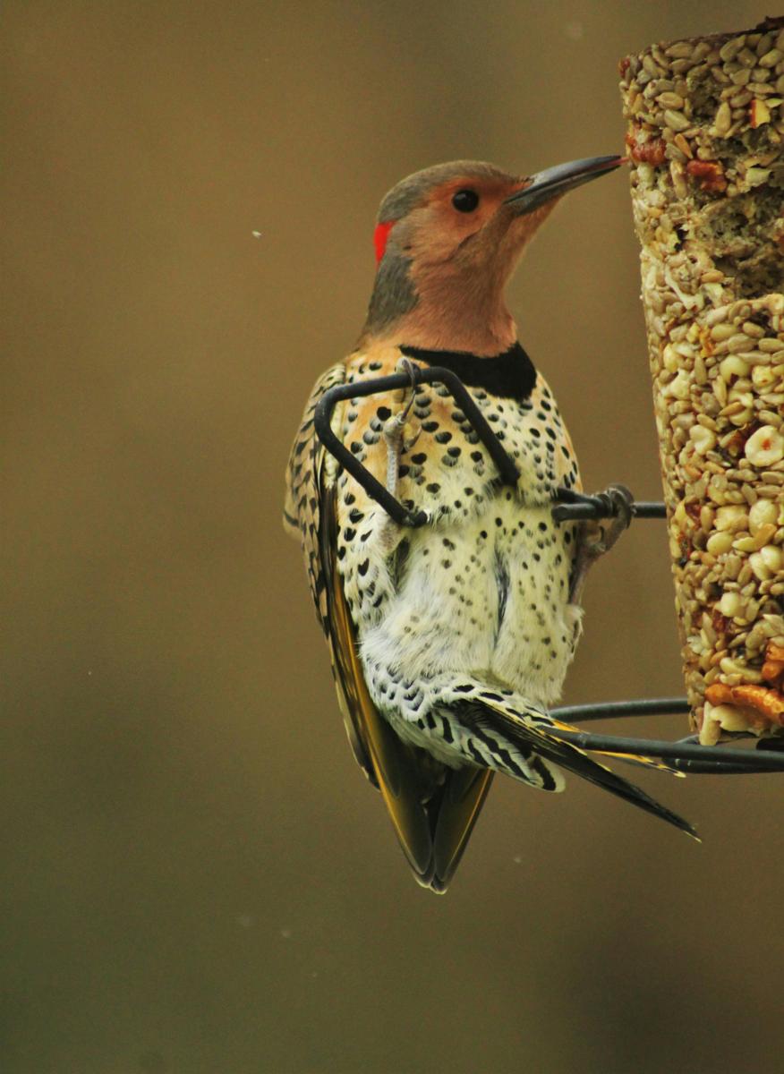 bird feeder