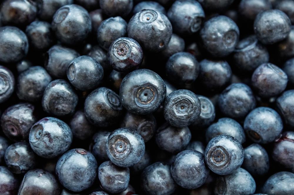blueberry planting