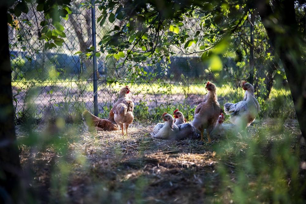 chicken coop