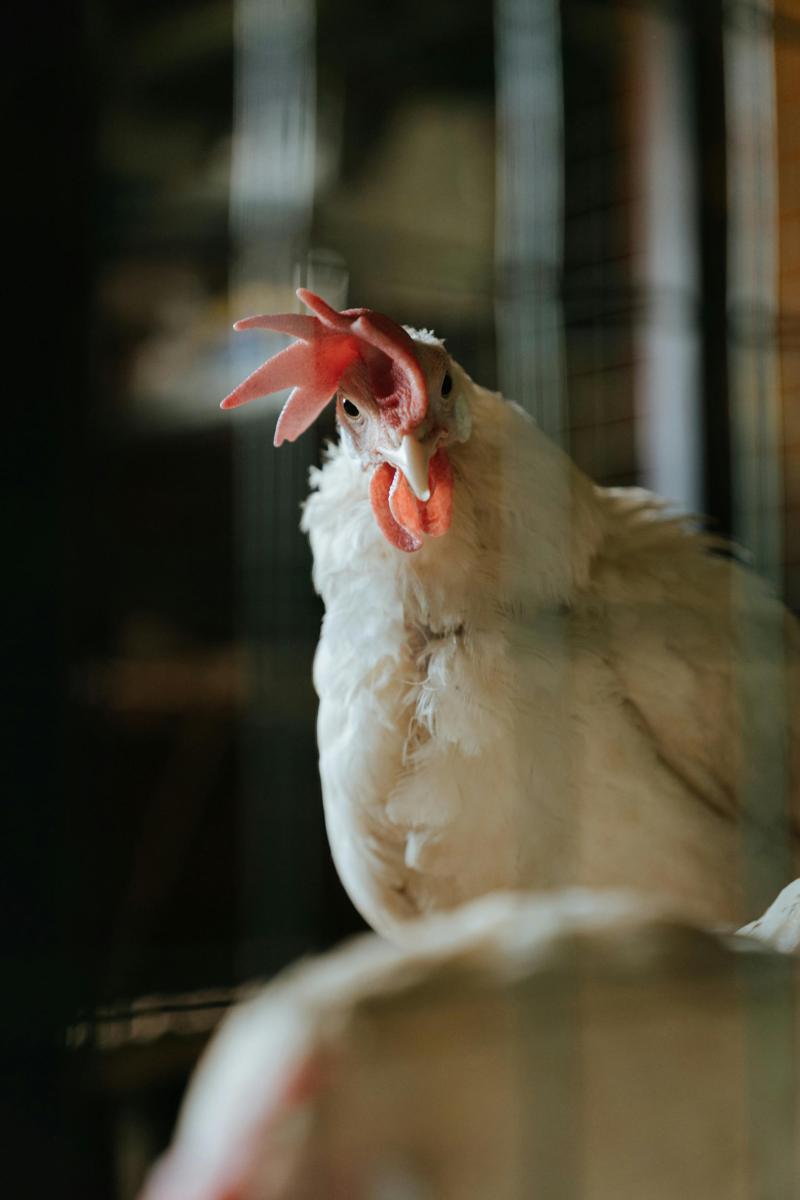 chicken coop