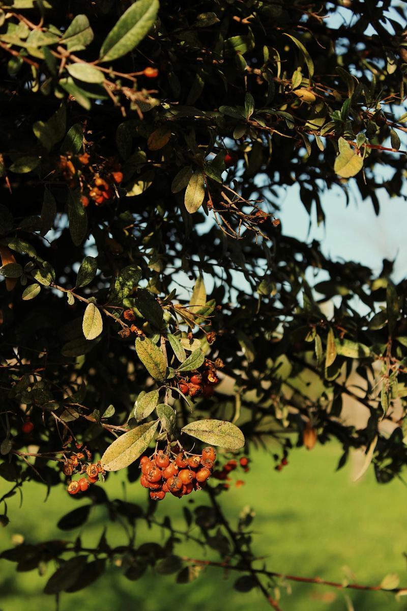 cornel berries