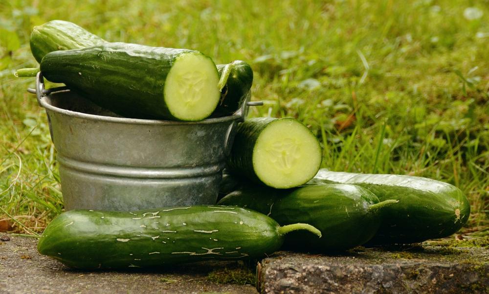 cucumber garden
