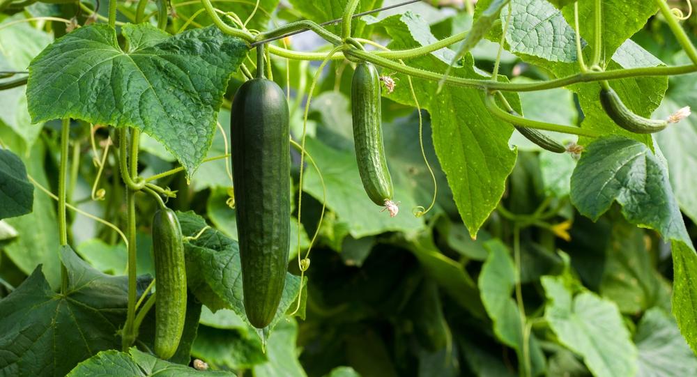 cucumber garden