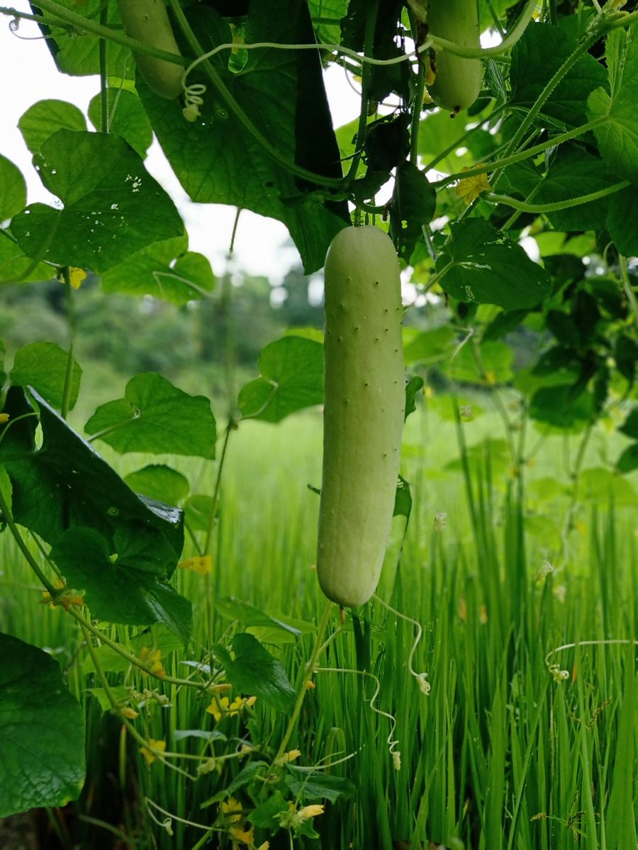 cucumber garden