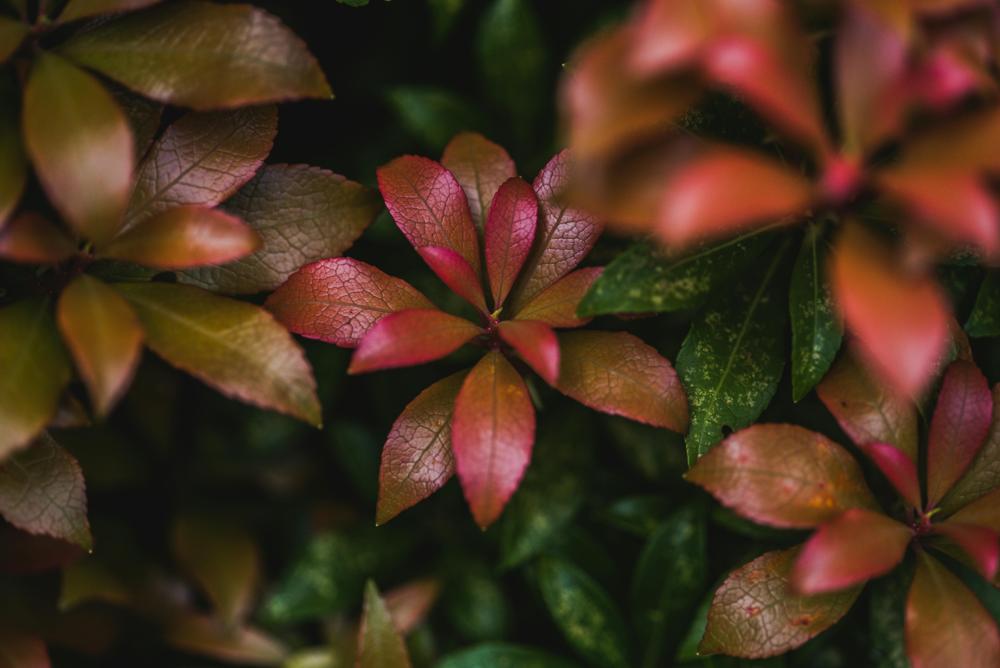 evergreen garden