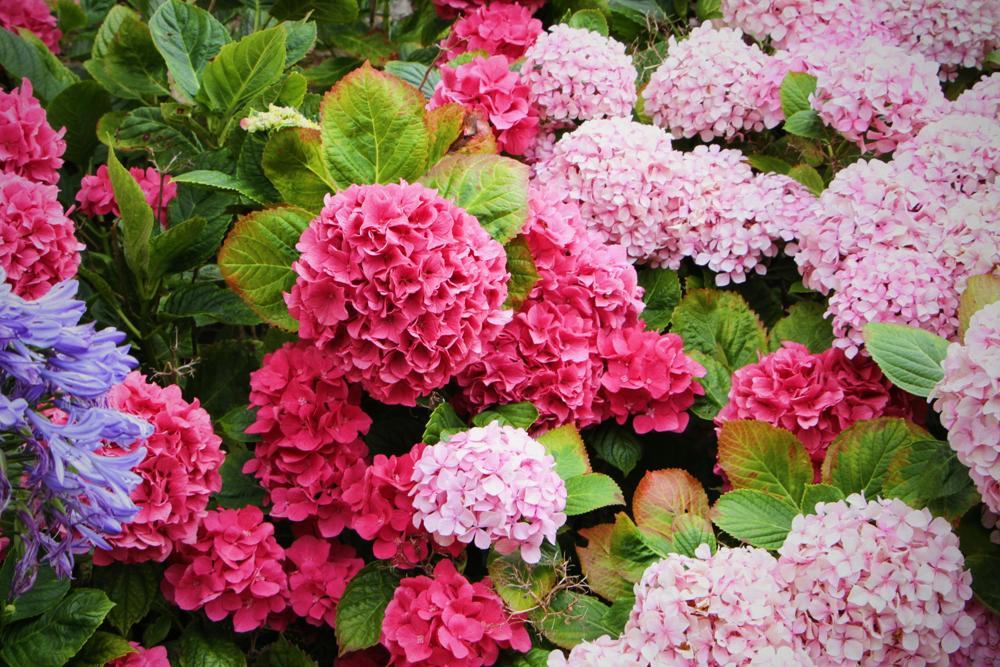 flowers
