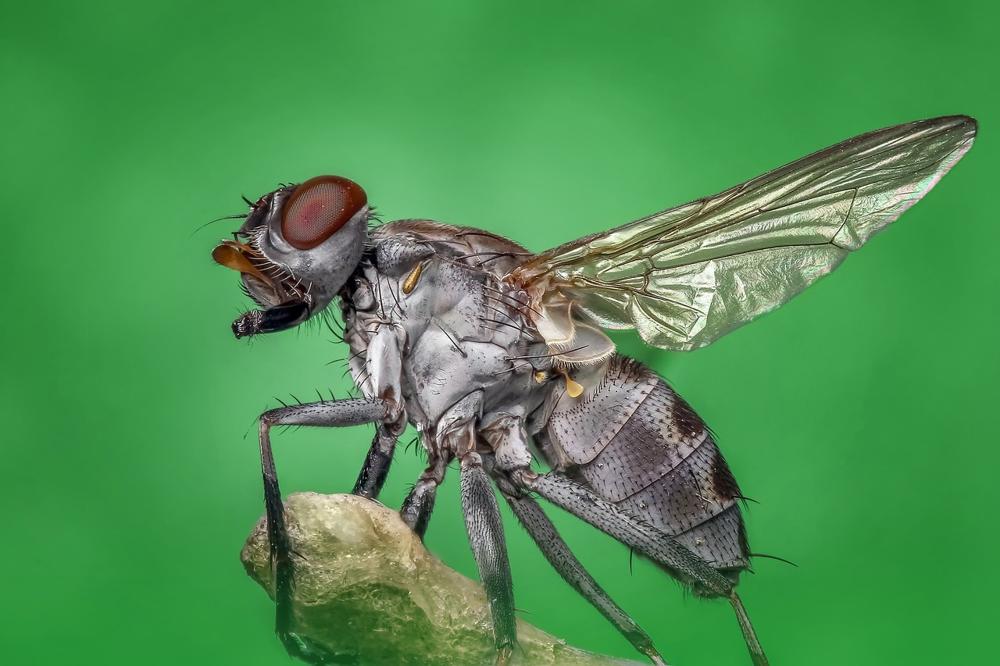 fly repellents
