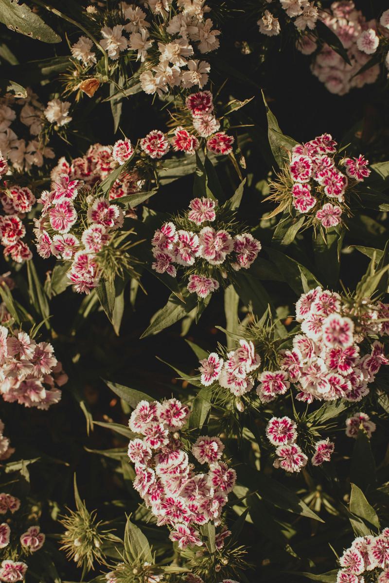 garden phlox