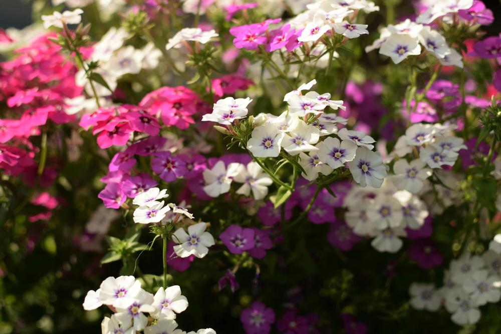 garden phlox