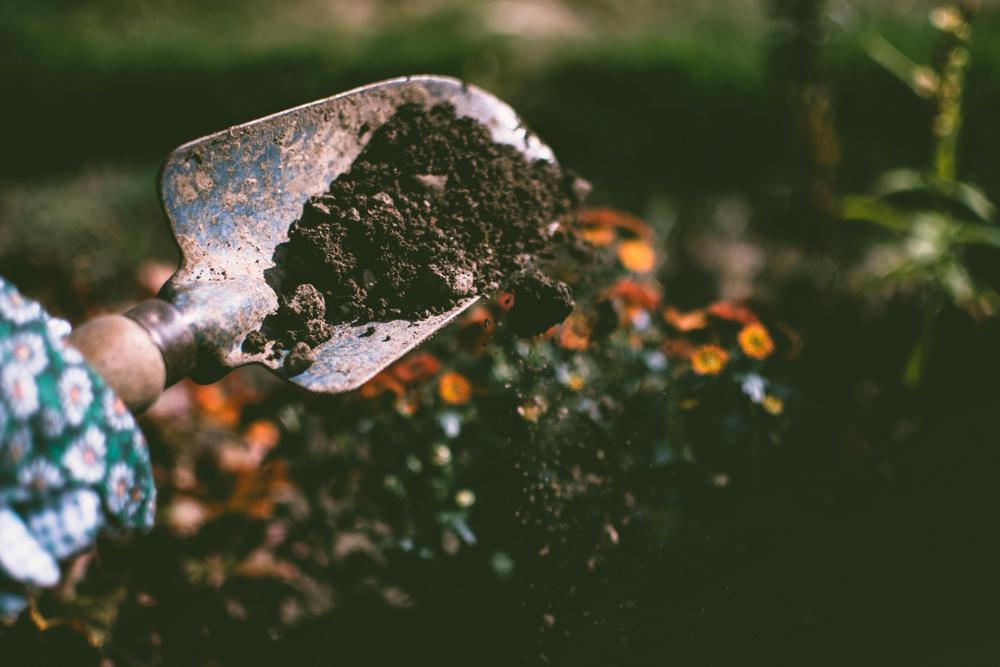 garden planting