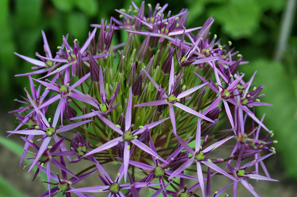 garden plants
