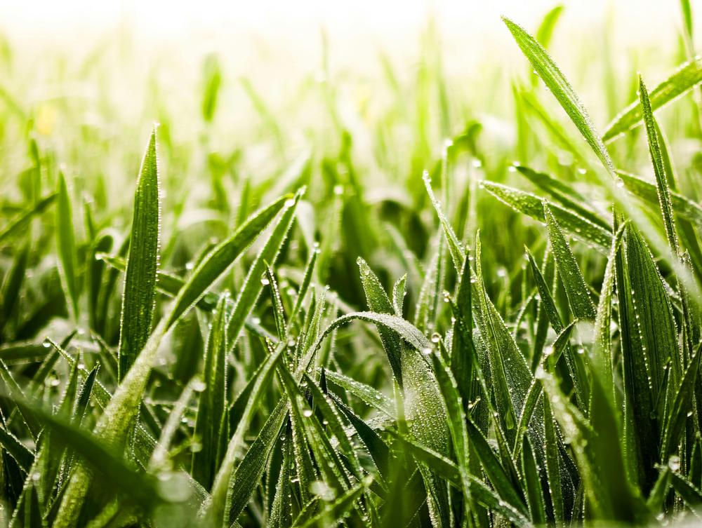 grass blades