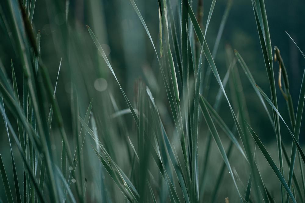 grass blades