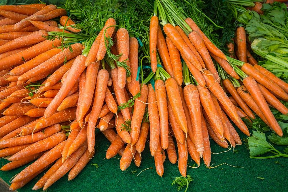 harvested carrots