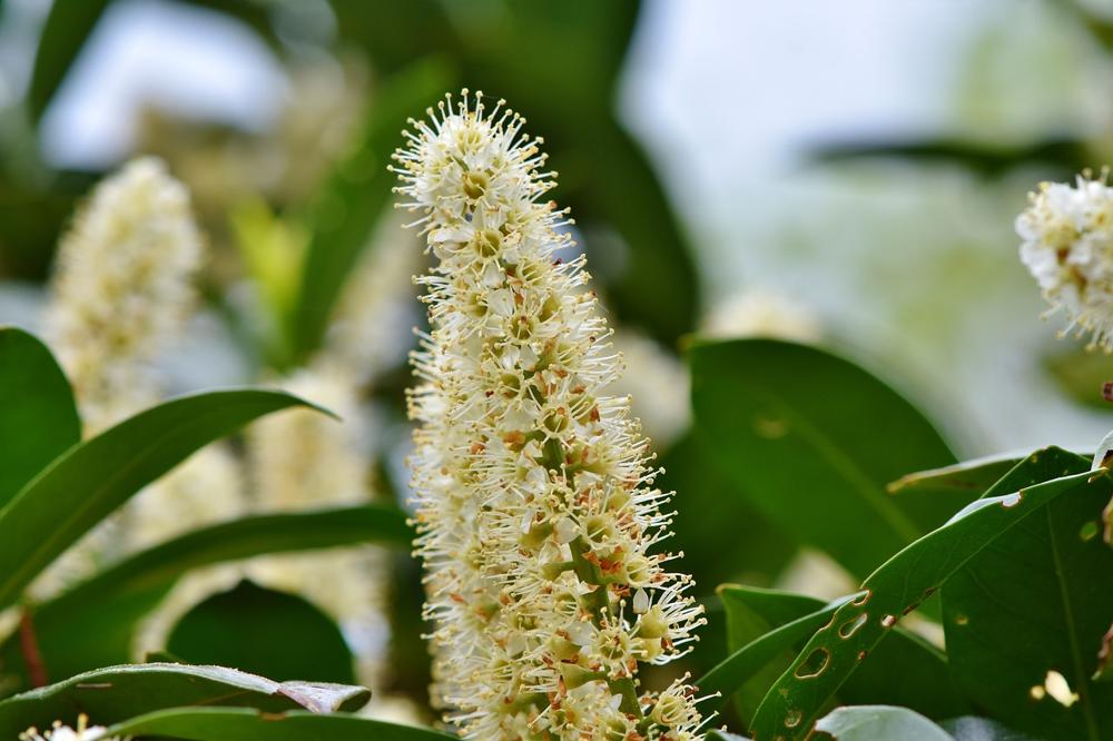 laurel cherry