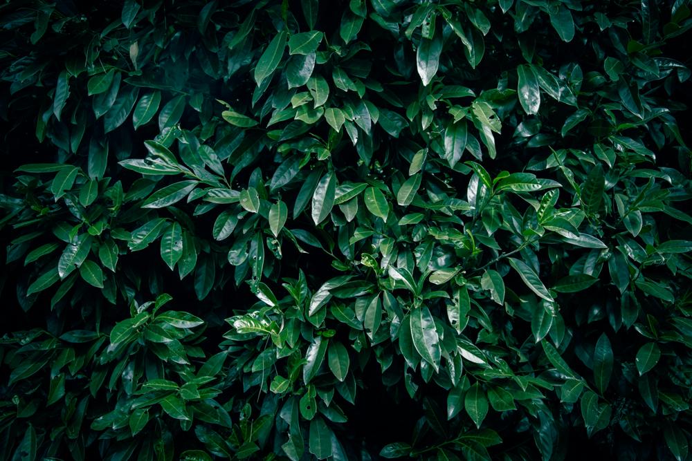 laurel cherry