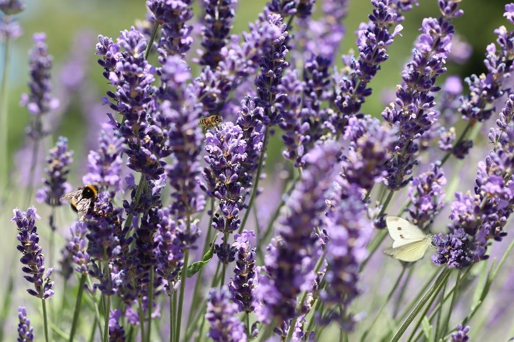 lavender garden