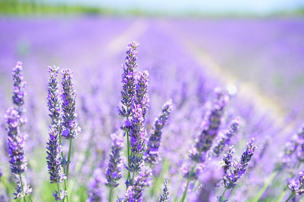 lavender garden
