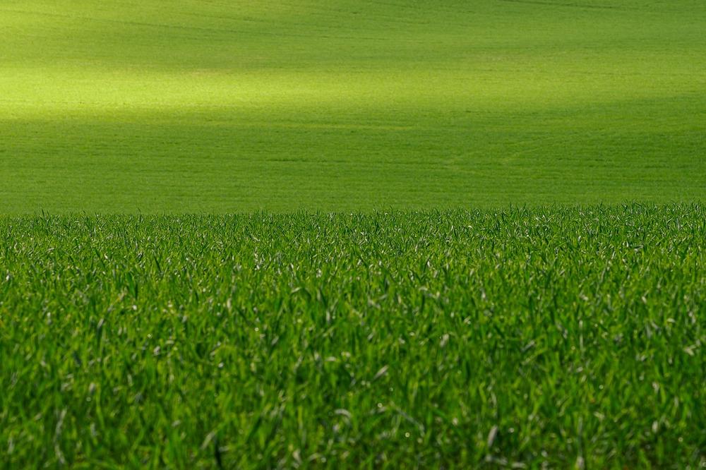 lawn seeding