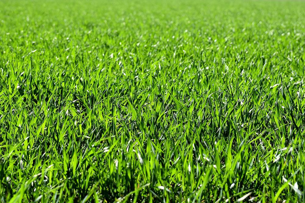 lawn seeding