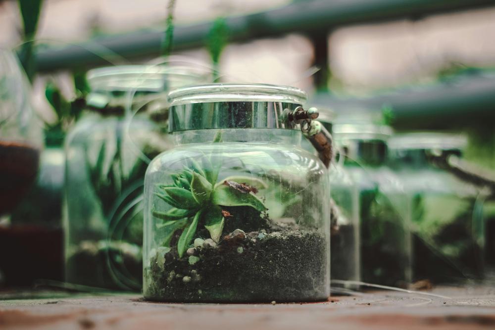 miniature garden