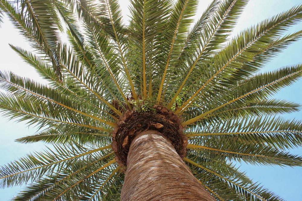 palm tree transplanting