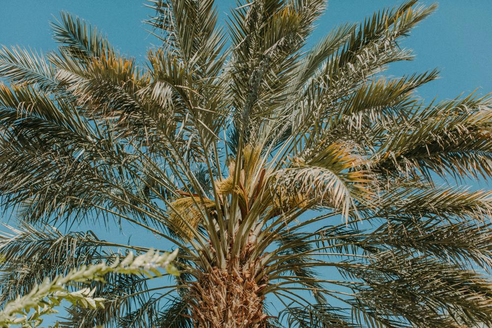 palm tree transplanting