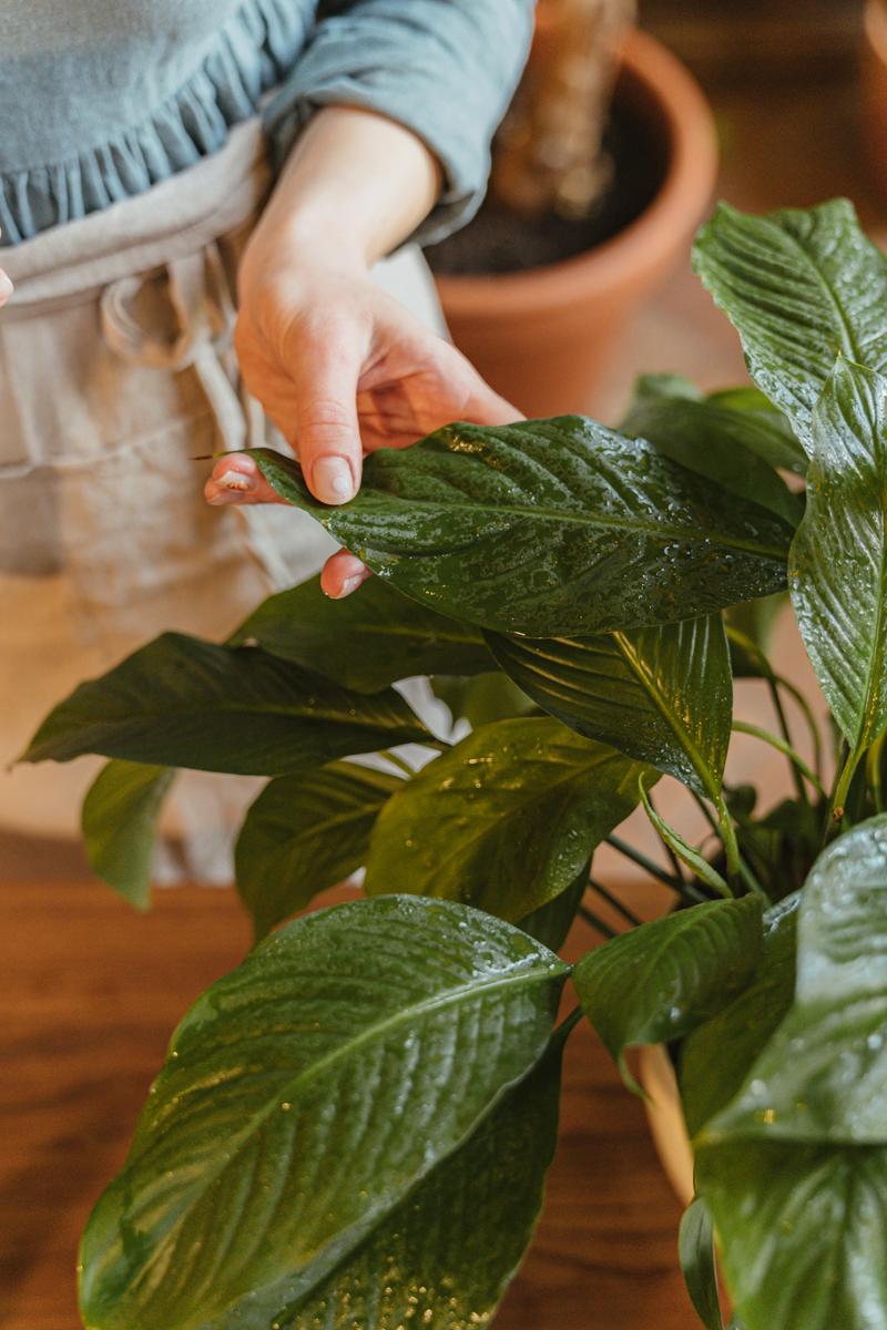 peace lily