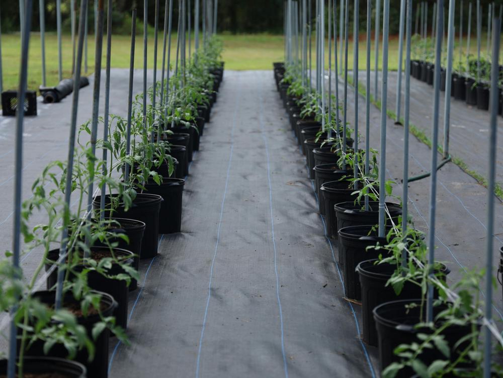 planting tomato seedling