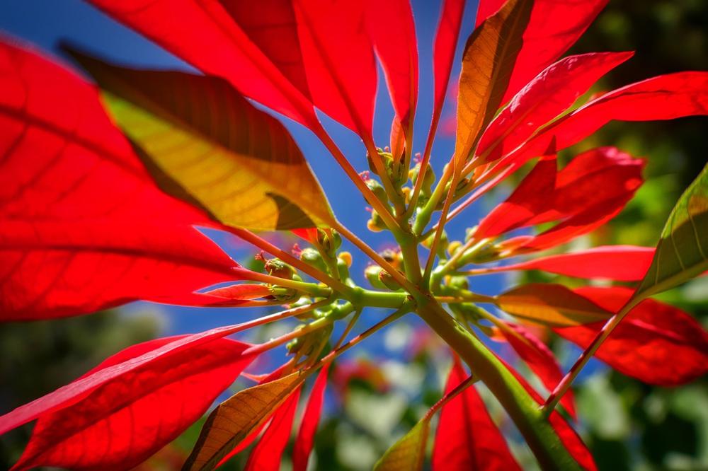 poinsettia care