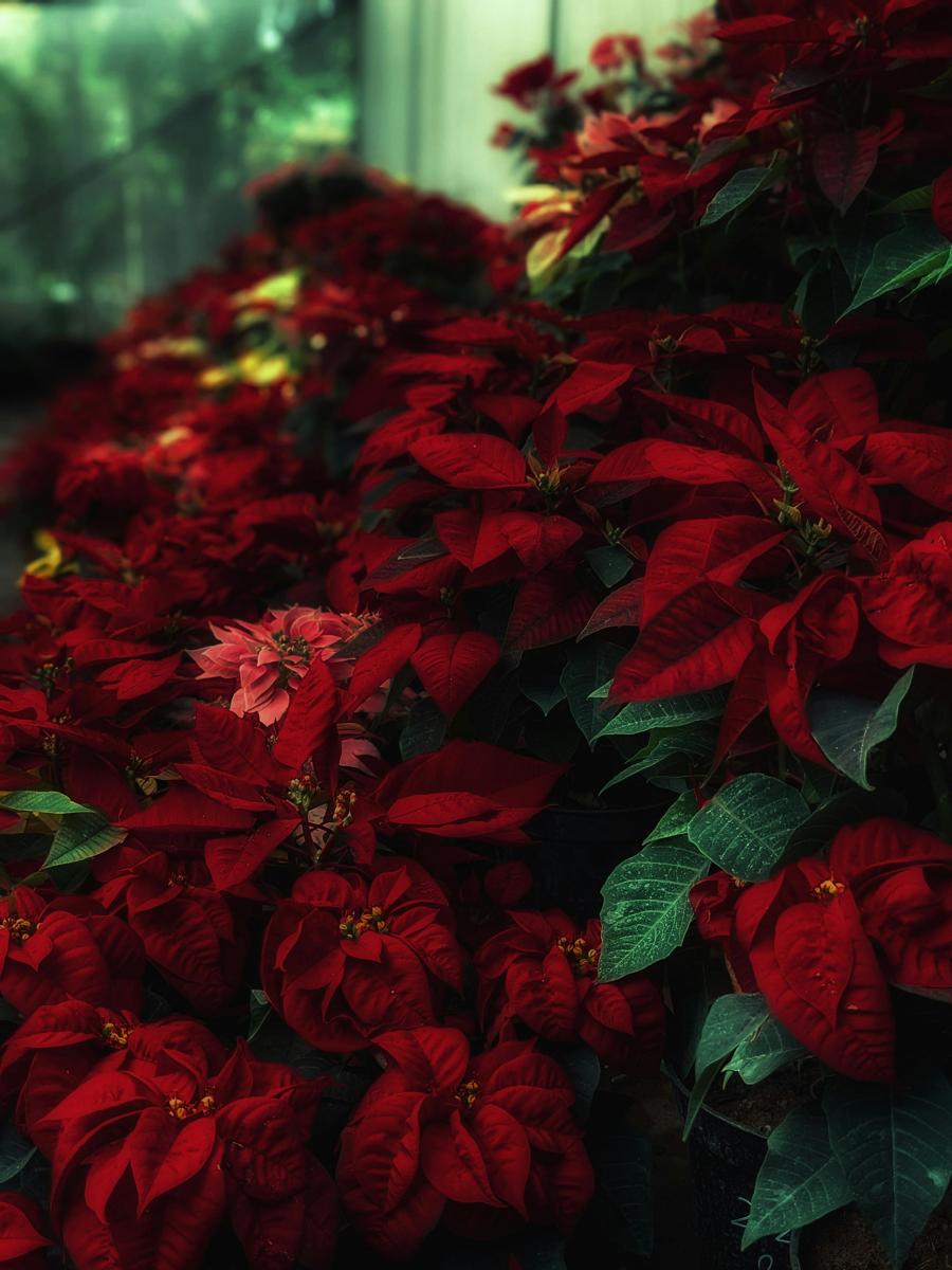 poinsettia care
