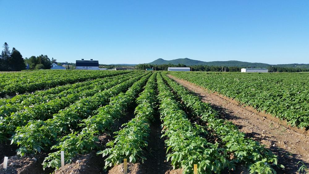 potato field