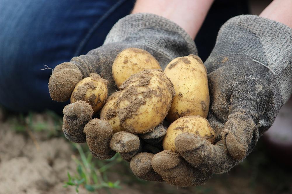 potato field