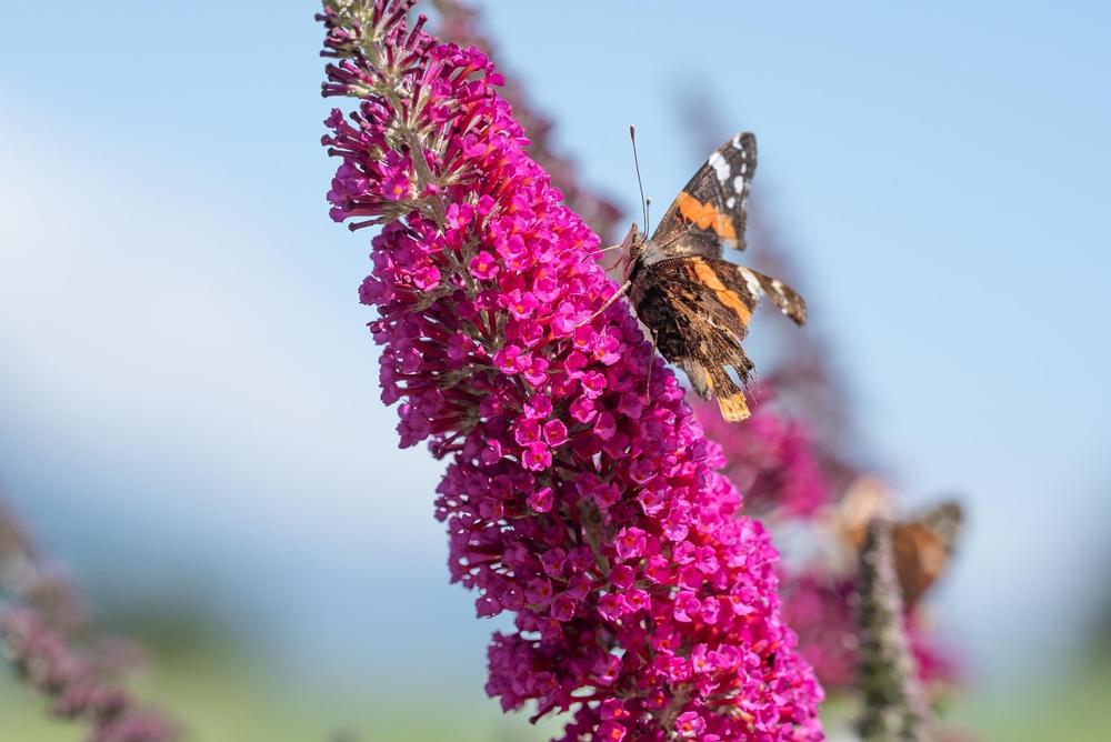 pruning Buddleia