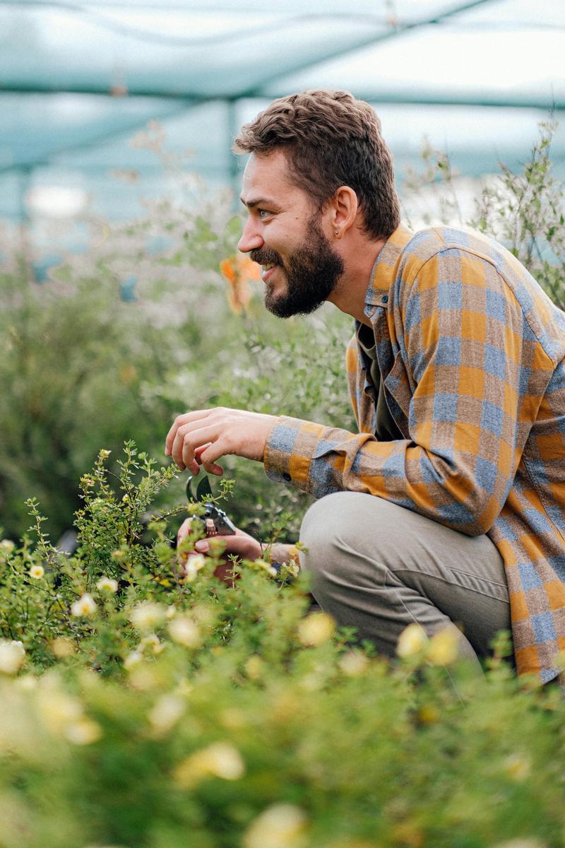 pruning Buddleia