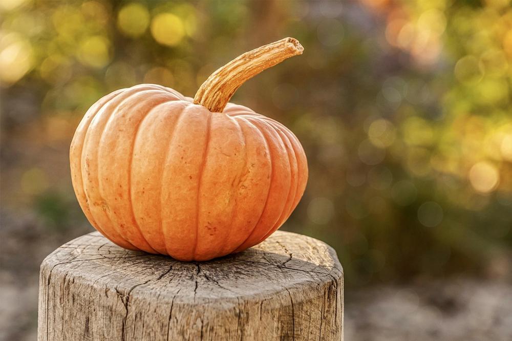 pumpkin assortment