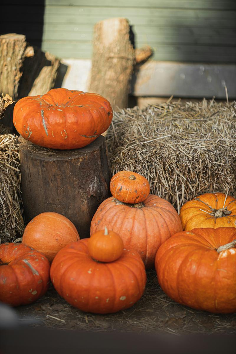 pumpkin assortment