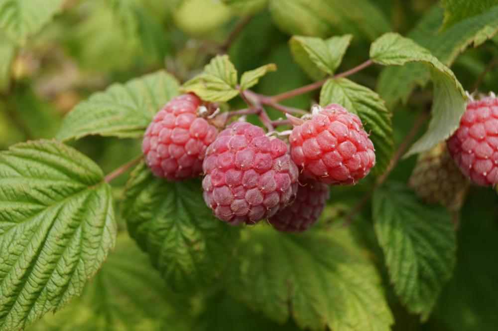 raspberry harvesting