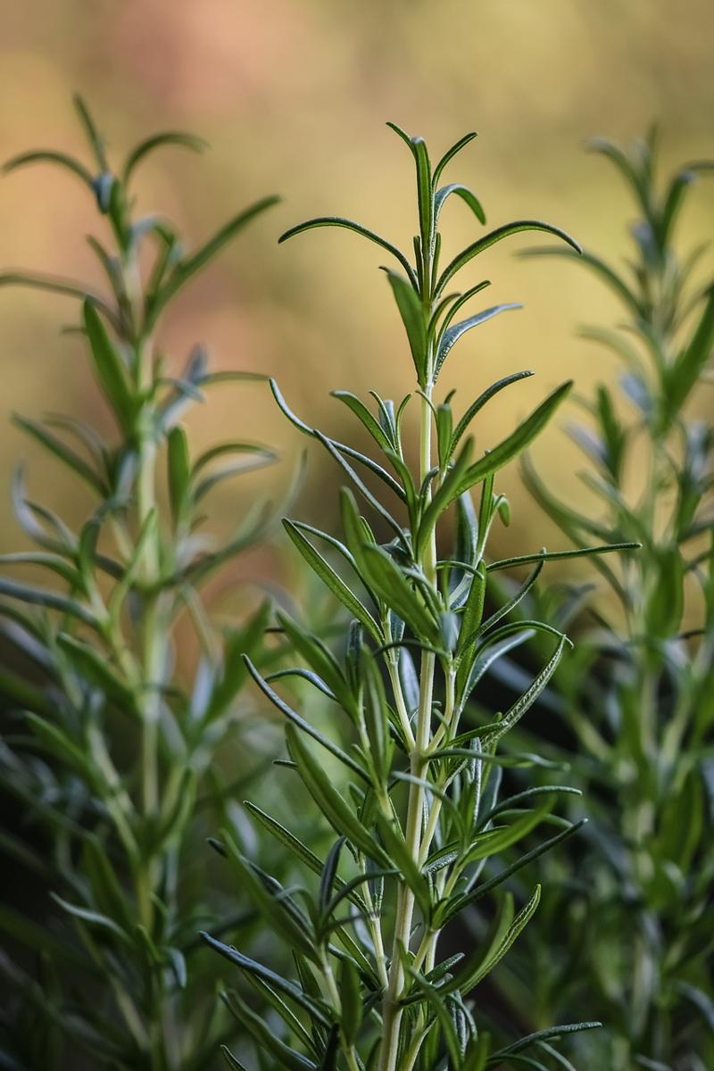 rosemary plant
