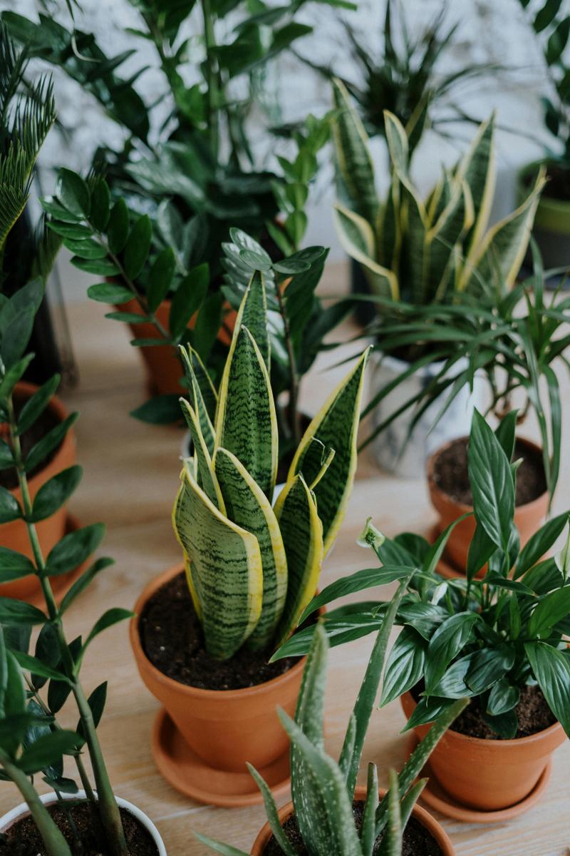 sansevieria plant