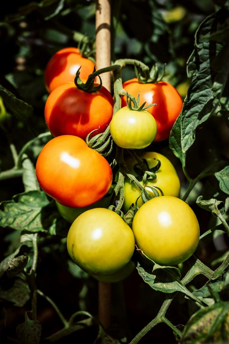 tomato garden