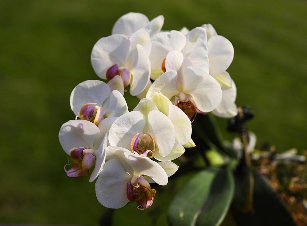 vibrant orchid flowers