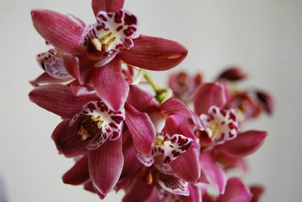 vibrant orchid flowers